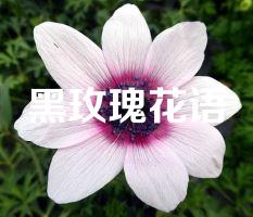 黑玫瑰花语