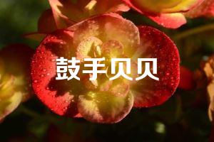 鼓手贝贝