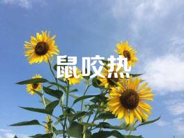 鼠咬热