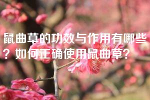 鼠曲草的功效与作用有哪些？如何正确使用鼠曲草？