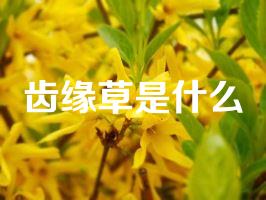 齿缘草是什么