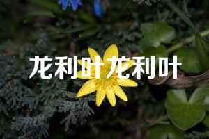 龙利叶龙利叶