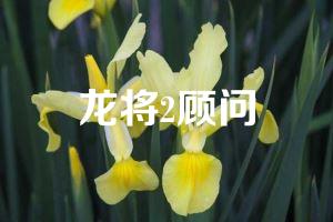 龙将2顾问