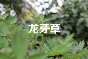 龙牙草