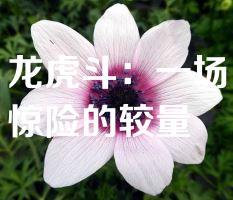 龙虎斗：一场惊险的较量