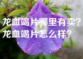 龙血竭片哪里有卖？龙血竭片怎么样？
