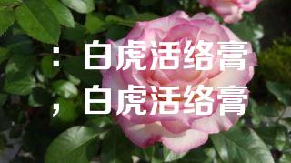 :白虎活络膏,白虎活络膏 :白虎活络膏,白虎活络膏