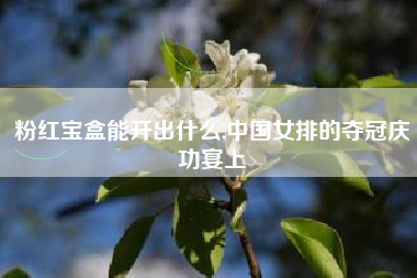 粉红宝盒能开出什么,中国女排的夺冠庆功宴上